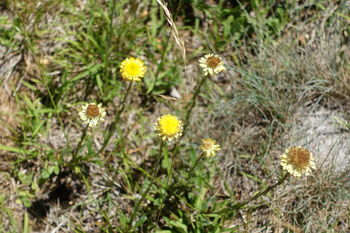 Coronidium Rutidolepis Blue Mountains Wildplant Rescue Service Inc T