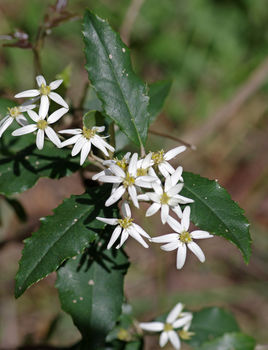 Olearia erubescens | Blue Mountains Wildplant Rescue Service Inc T/A ...